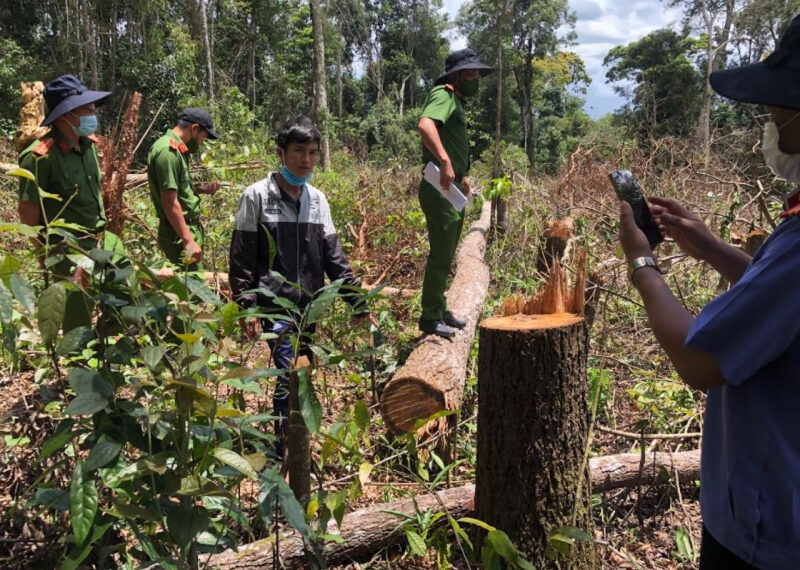Chặt phá rừng trái phép bị xử lý như thế nào?