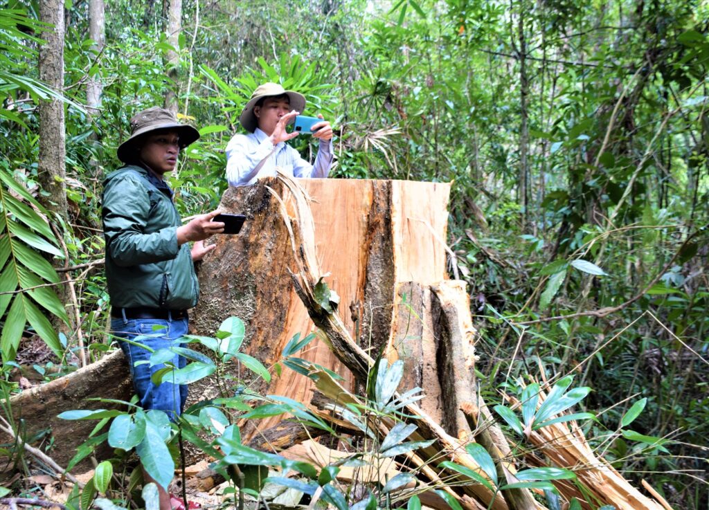 Chặt phá rừng trái phép bị xử lý như thế nào?